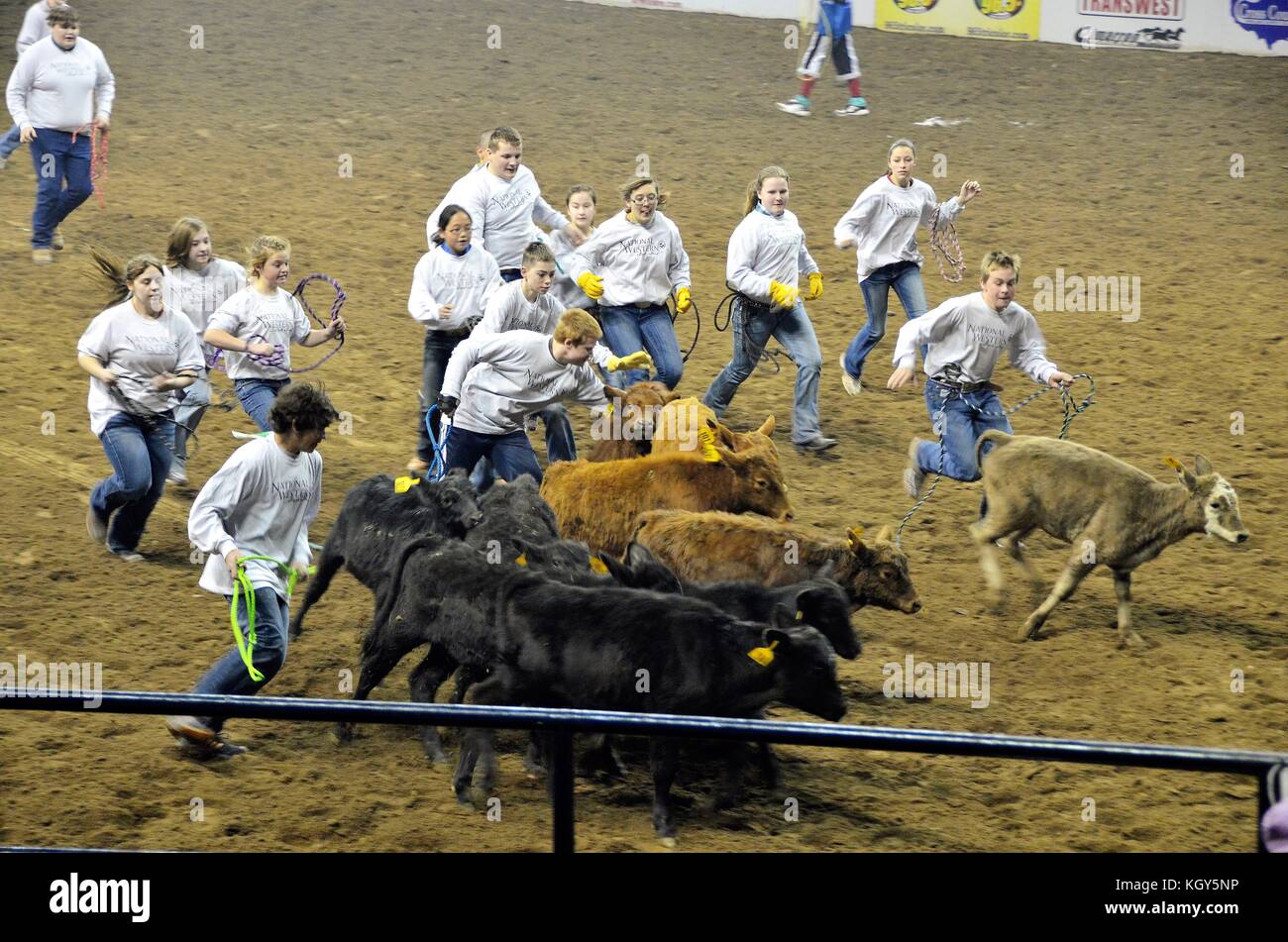 Catch-A-Calf Competition event at the Denver Rodeo Stock Photo