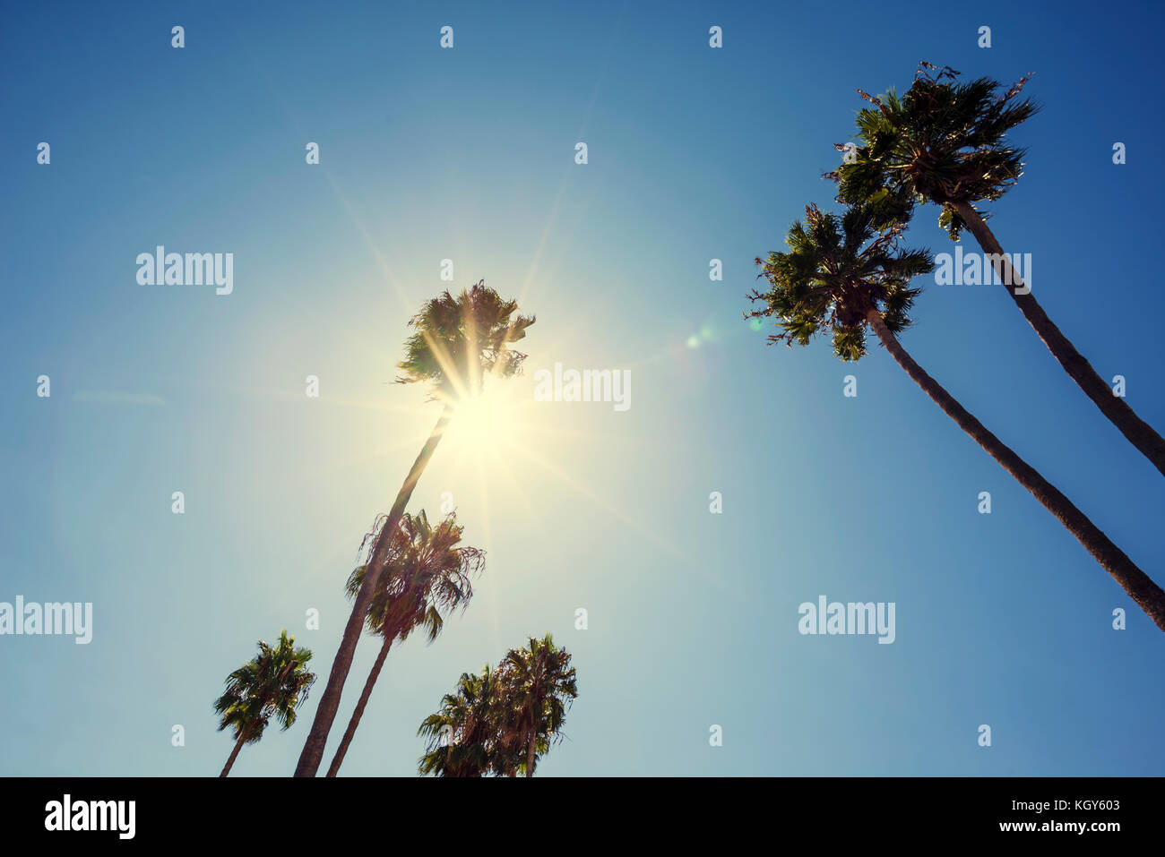 Low angle view of a group of palm trees with sunbeams Stock Photo - Alamy