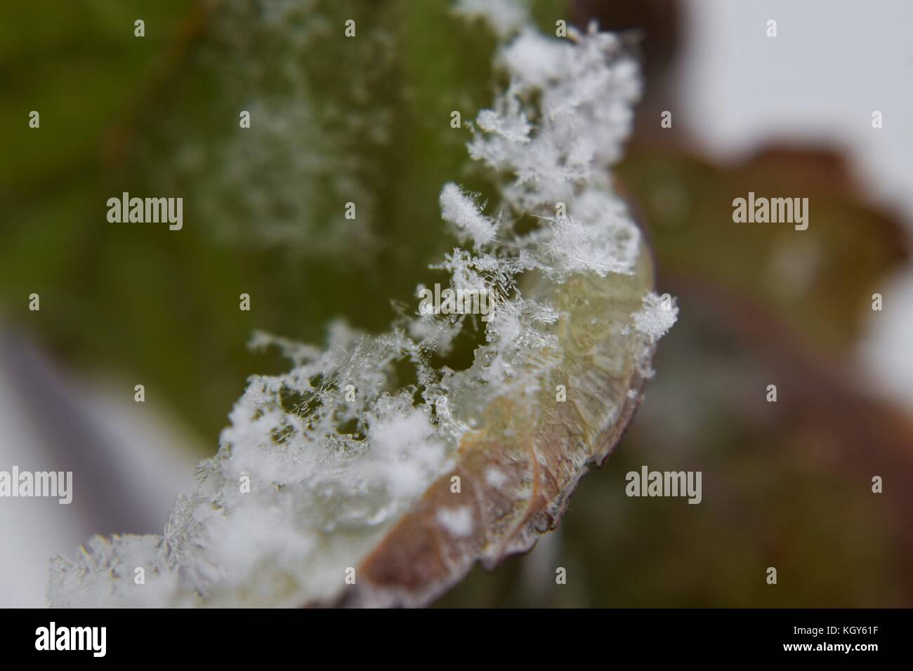 Close up of snowflakes on ice on the edge of leaf during early snowfall Stock Photo
