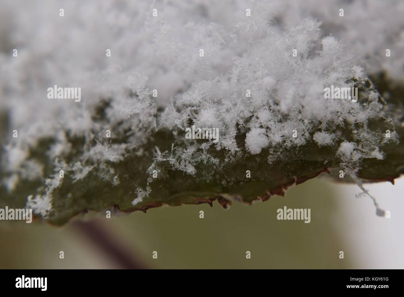 Close up of snowflakes on green leaf during early snowfall Stock Photo