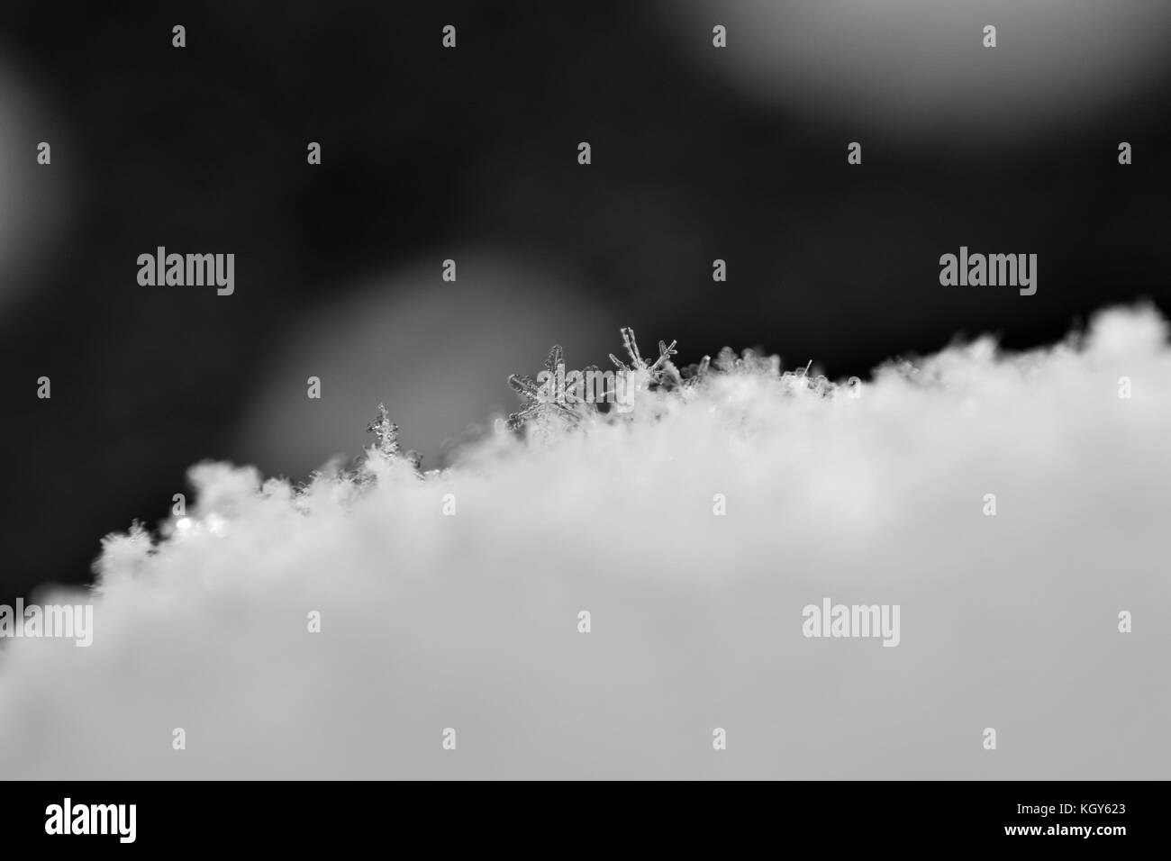 Close up of snowflakes during early snowfall in black and white Stock Photo