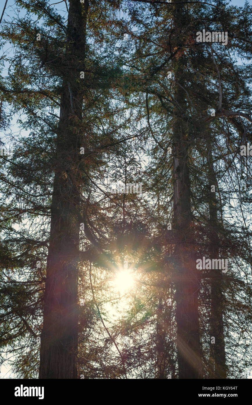 group of pine trees Stock Photo Alamy
