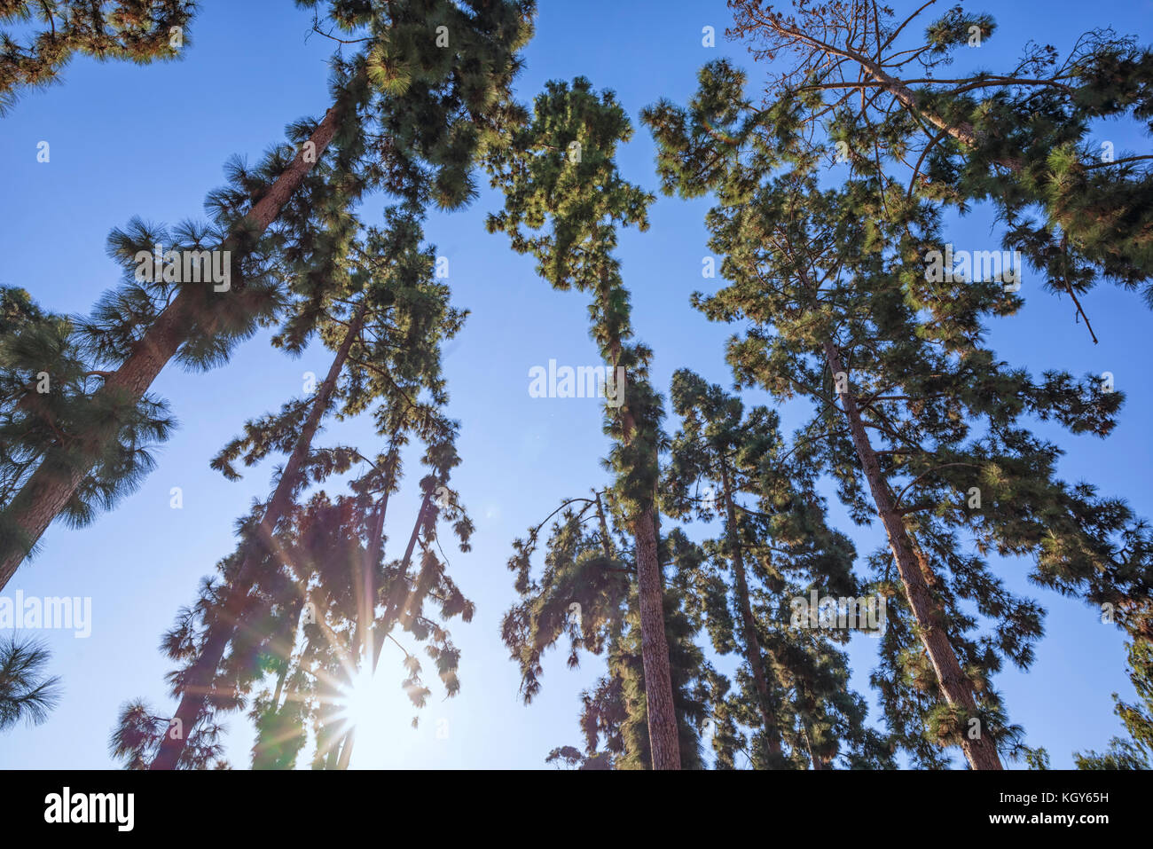 Low angle view of a group of pine trees with sunbeams Stock Photo - Alamy
