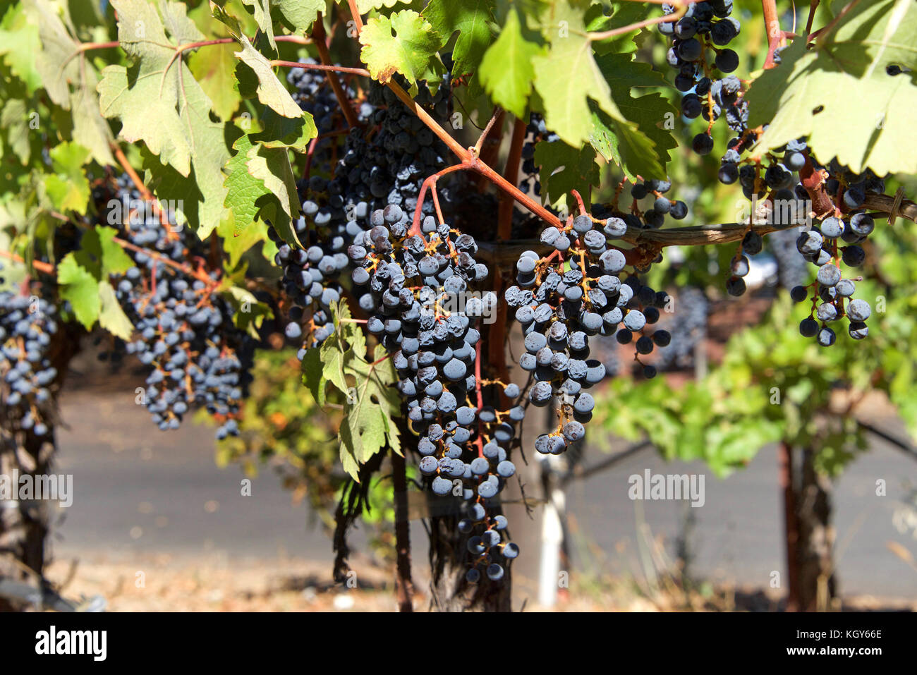 Bunches of red grapes on the vine, drying into raisins Stock Photo Alamy