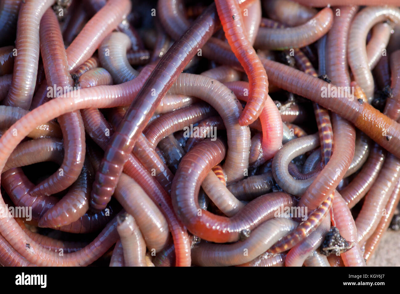 Red wiggler worms hi-res stock photography and images - Alamy