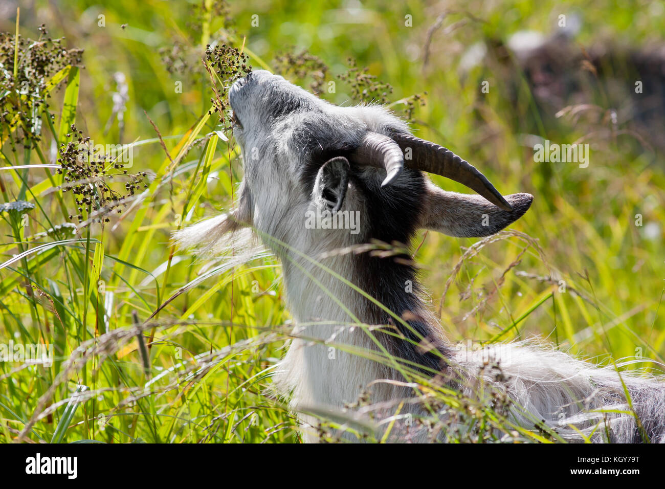goat grazing in the pasture Stock Photo