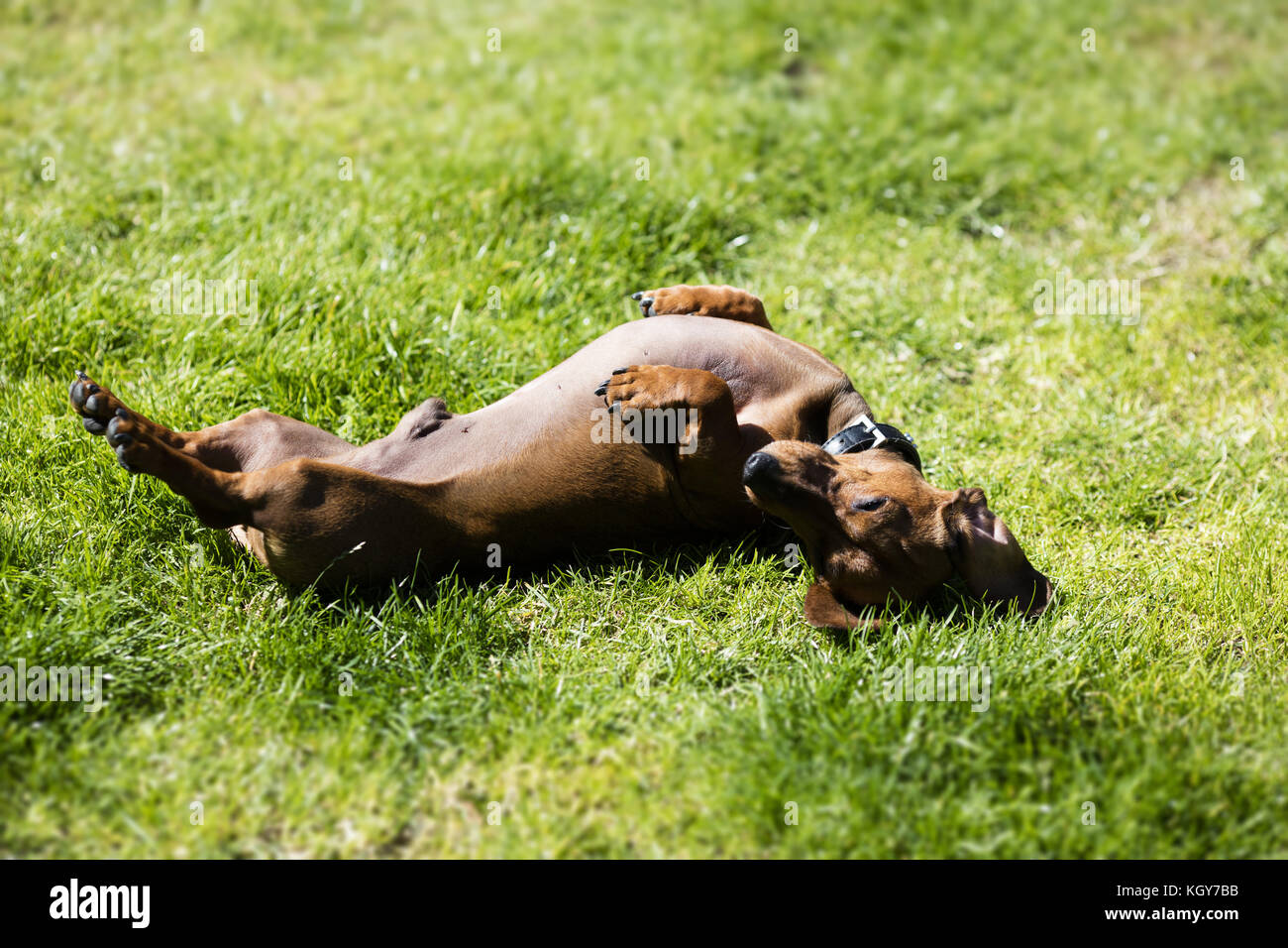 dachshund in garden rolling on back Stock Photo