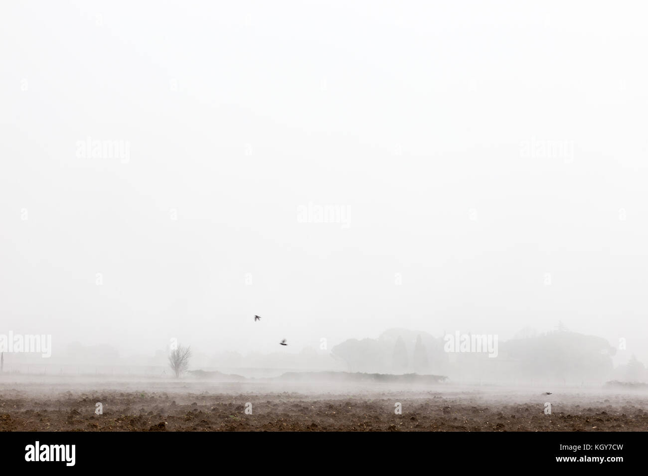 Trees and plants in the midst of fog and mist, with some birds flying ...