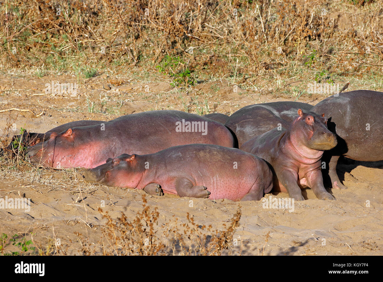 Family of hippos (Hippopotamus amphibius) resting on land, Kruger National Park, South Africa Stock Photo