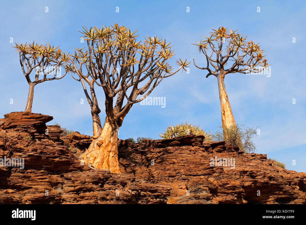 Landscape with rocky mountain and quiver trees (Aloe dichotoma), Northern Cape, South Africa Stock Photo