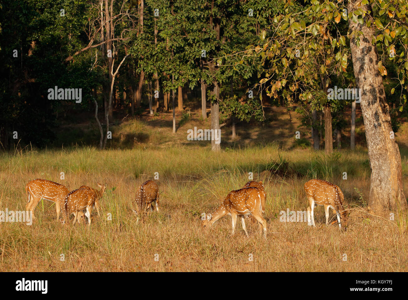 Group of spotted deer (Axis axis) in natural habitat, Kanha National Park, India Stock Photo