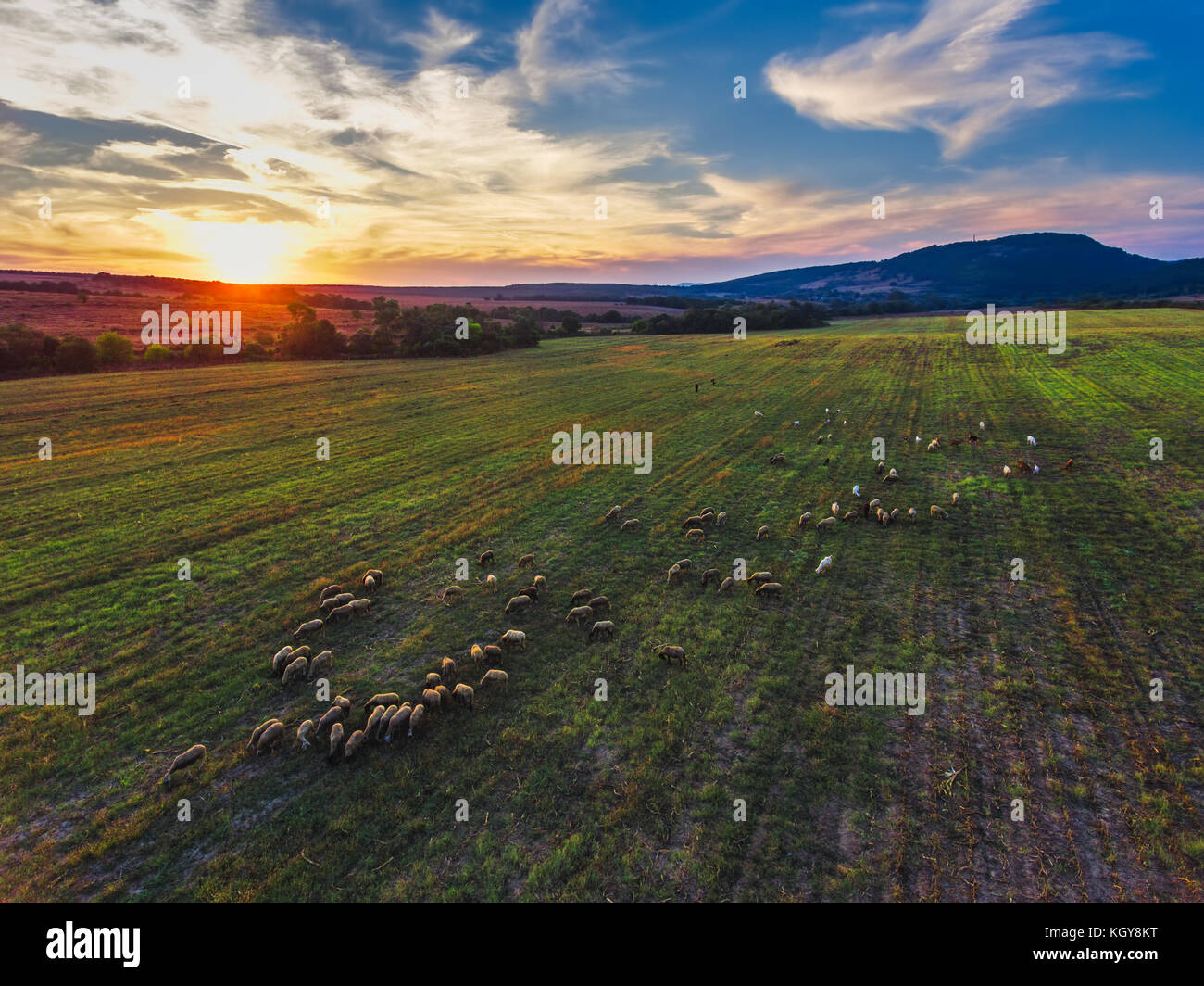 Aerial view herd sheep hi-res stock photography and images - Alamy