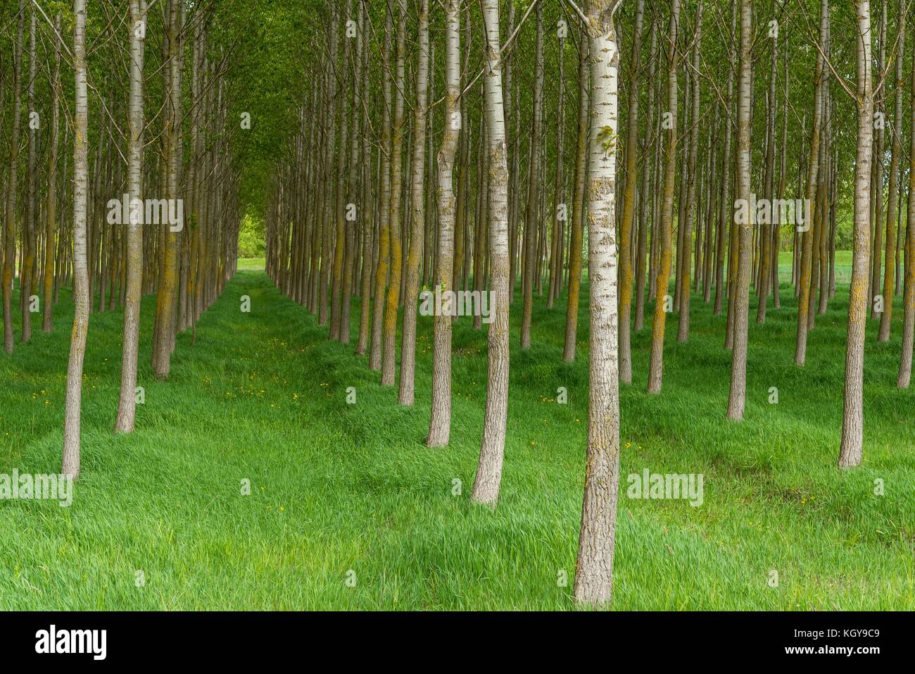 Spring forest scene with high trees. Natural background Stock Photo