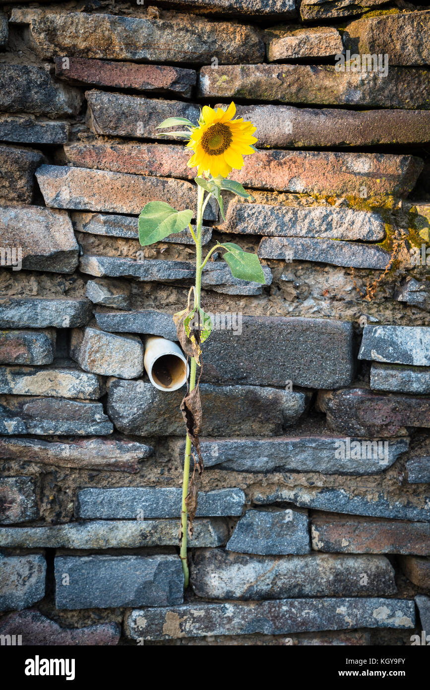 One sunflower gow from the stone wall. Vertical photo Stock Photo