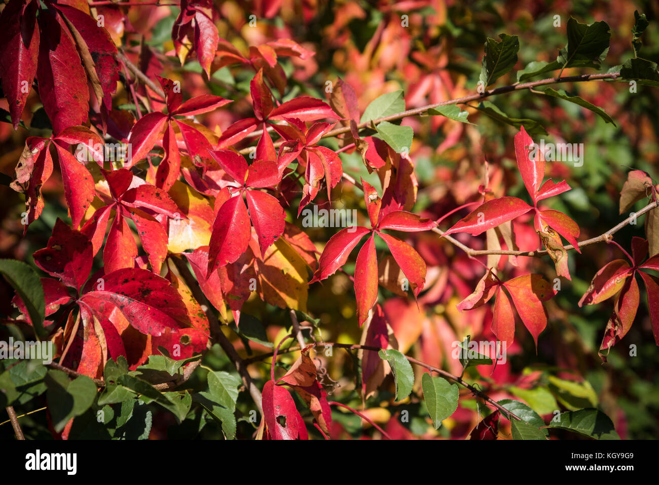 Detail of backlit red autumn leaves on a sunny day Stock Photo