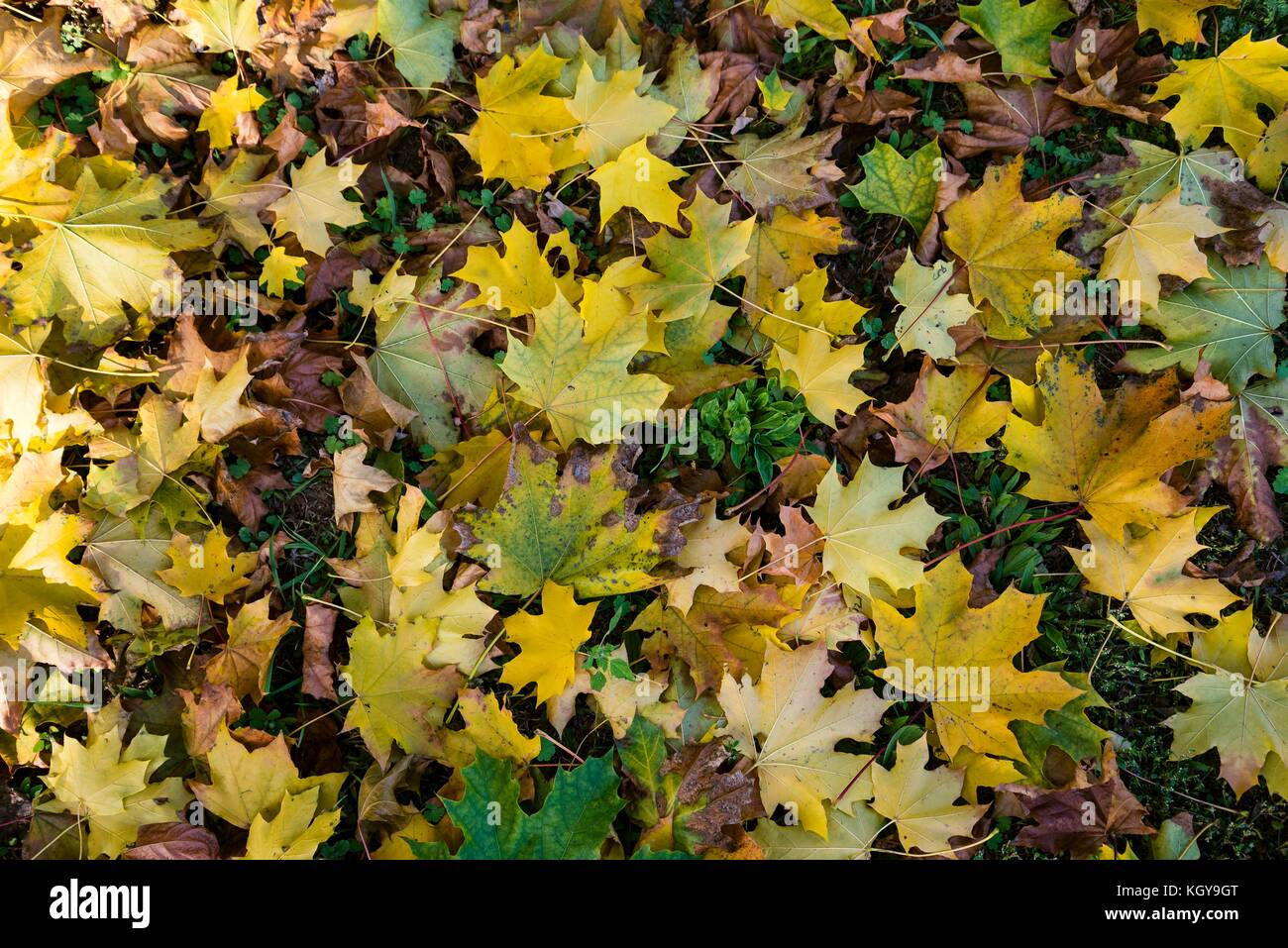 Colorful fallen autumn leaves on the ground as natural background Stock Photo