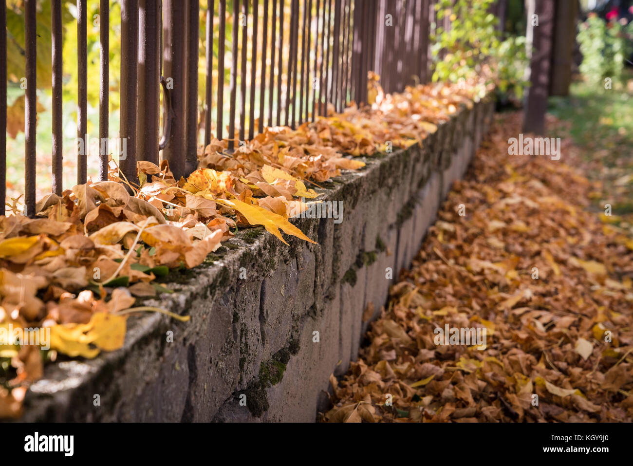 Brown fallen autumn leaves on the sidewalk and fence Stock Photo