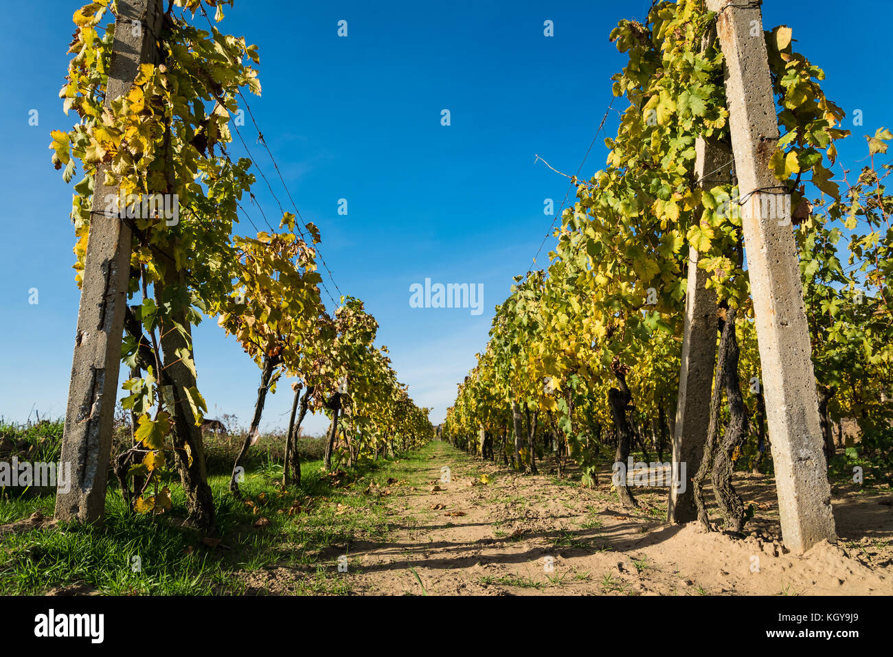 Rows of vineyard after harvesting in Slovakia Stock Photo