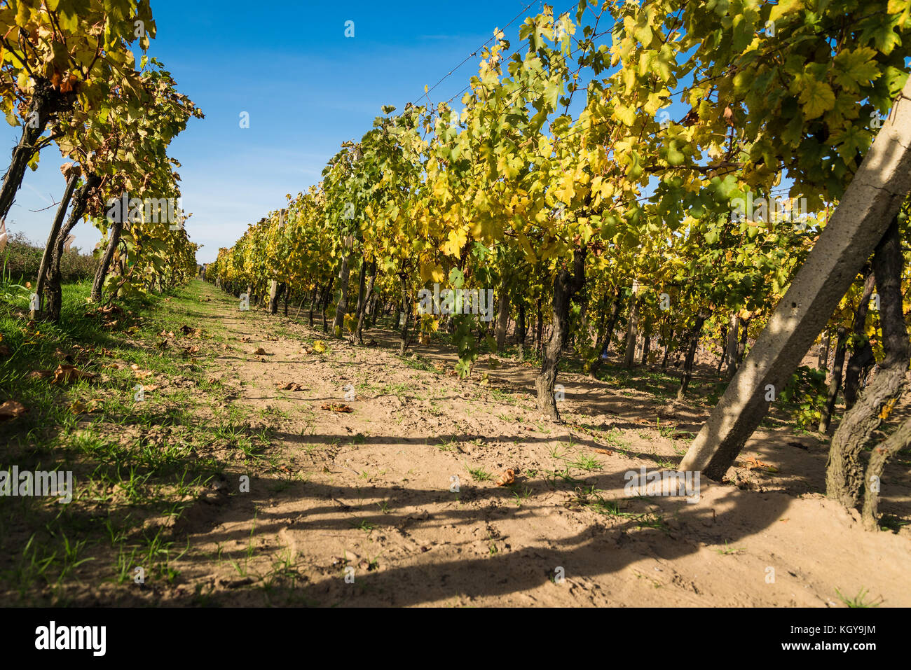 Rows of vineyard after harvesting in Slovakia. Perspective view Stock Photo