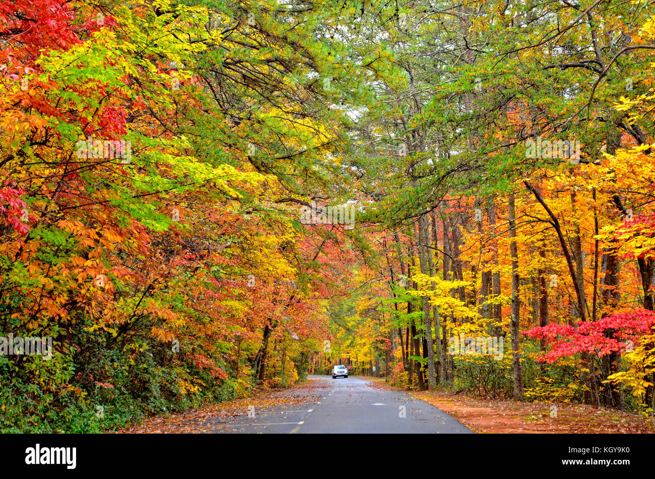 Fall colors on a road in a state park Stock Photo