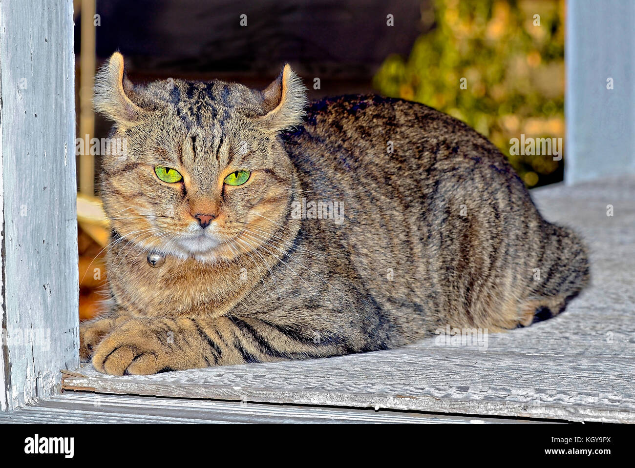 Mad Cat on a Porch Stock Photo
