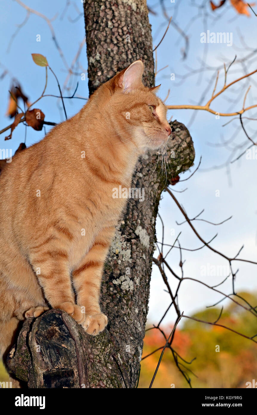 Orange Tabby Cat in a Tree Stock Photo