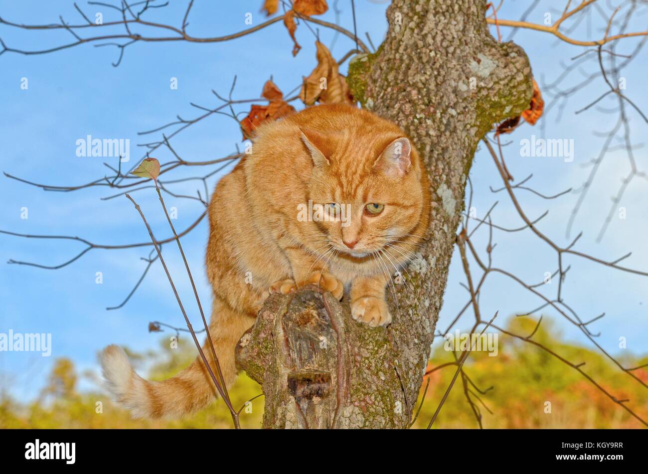 Orange Tabby Cat High in a Tree Tree Stock Photo