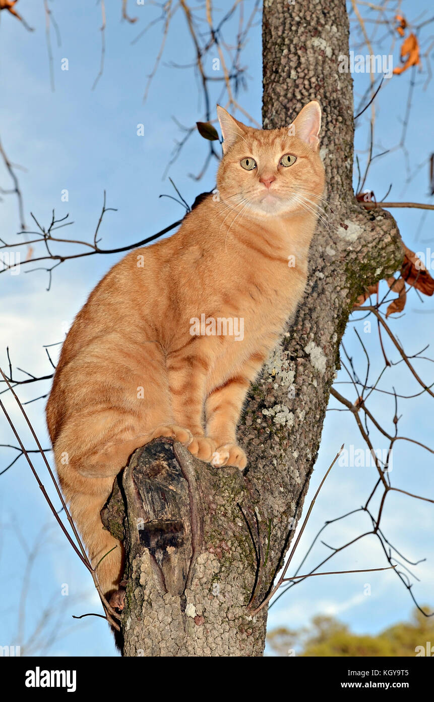 Orange Tabby Cat in a Tree Stock Photo