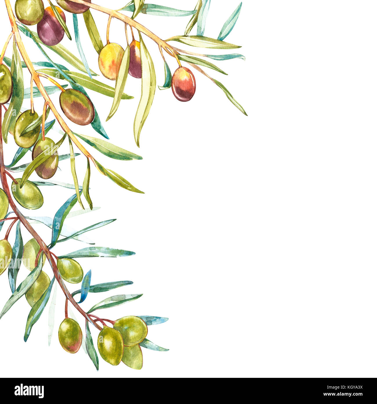 Watercolor realistic illustration of black and green olives branch ...