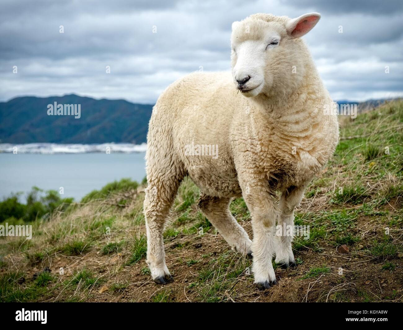 A Smiling Sheep on a Hill in Somes Island, New Zealand Stock Photo