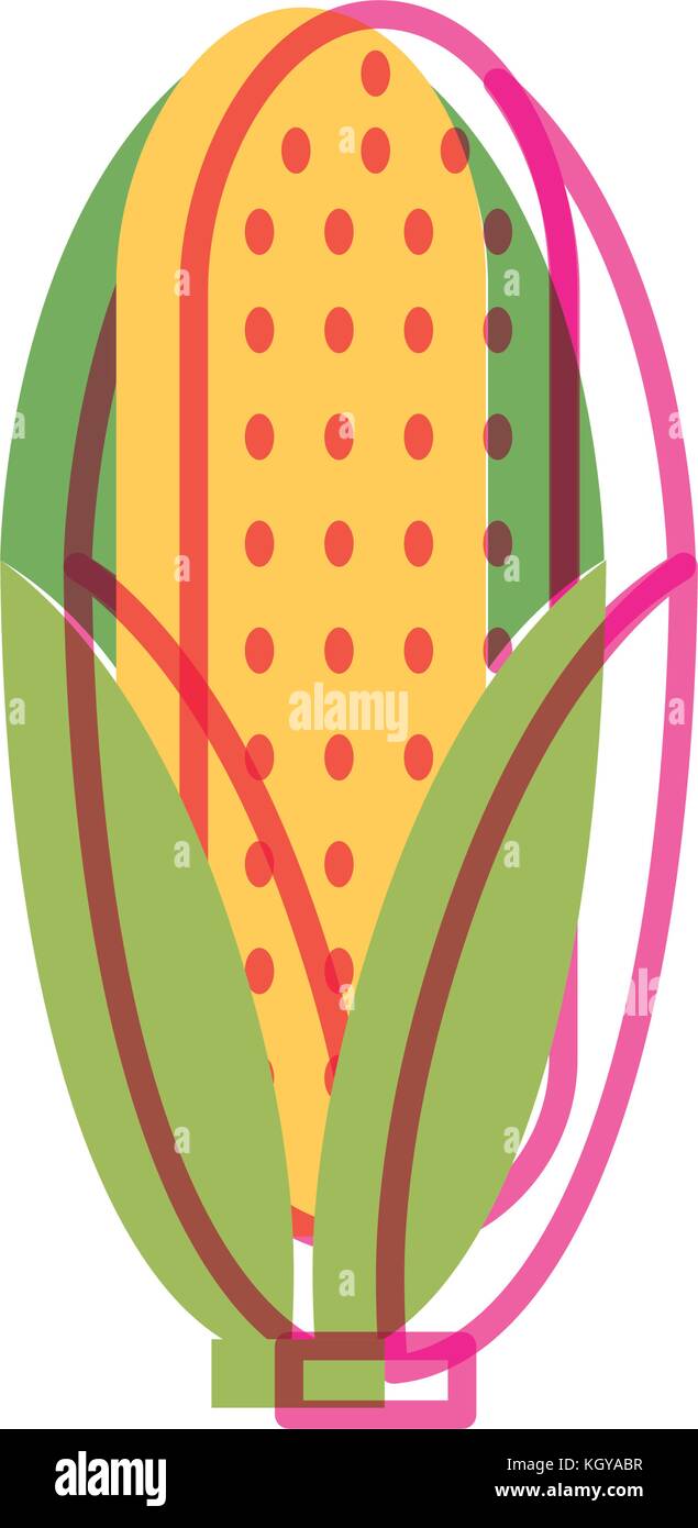 Isolated corn design Stock Vector Image & Art - Alamy