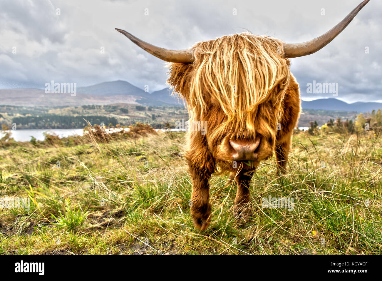 Highland Cow in Scotland Stock Photo