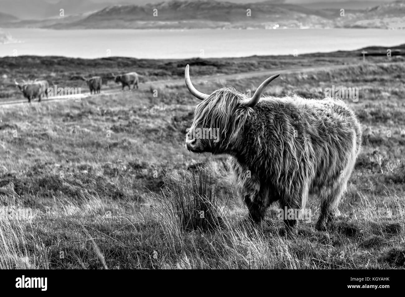 Highland Cow in Scotland Stock Photo