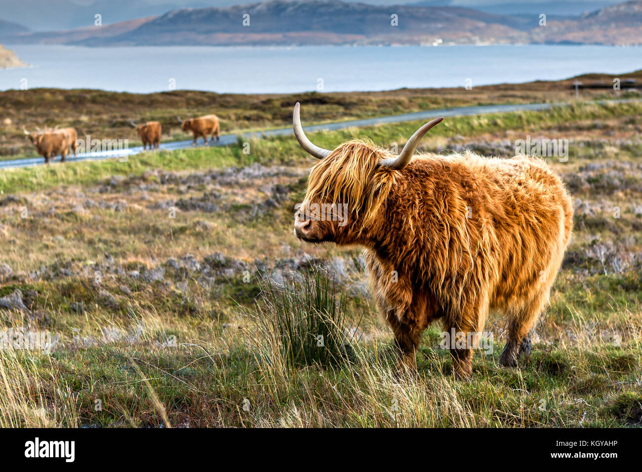 Highland Cow in Scotland Stock Photo