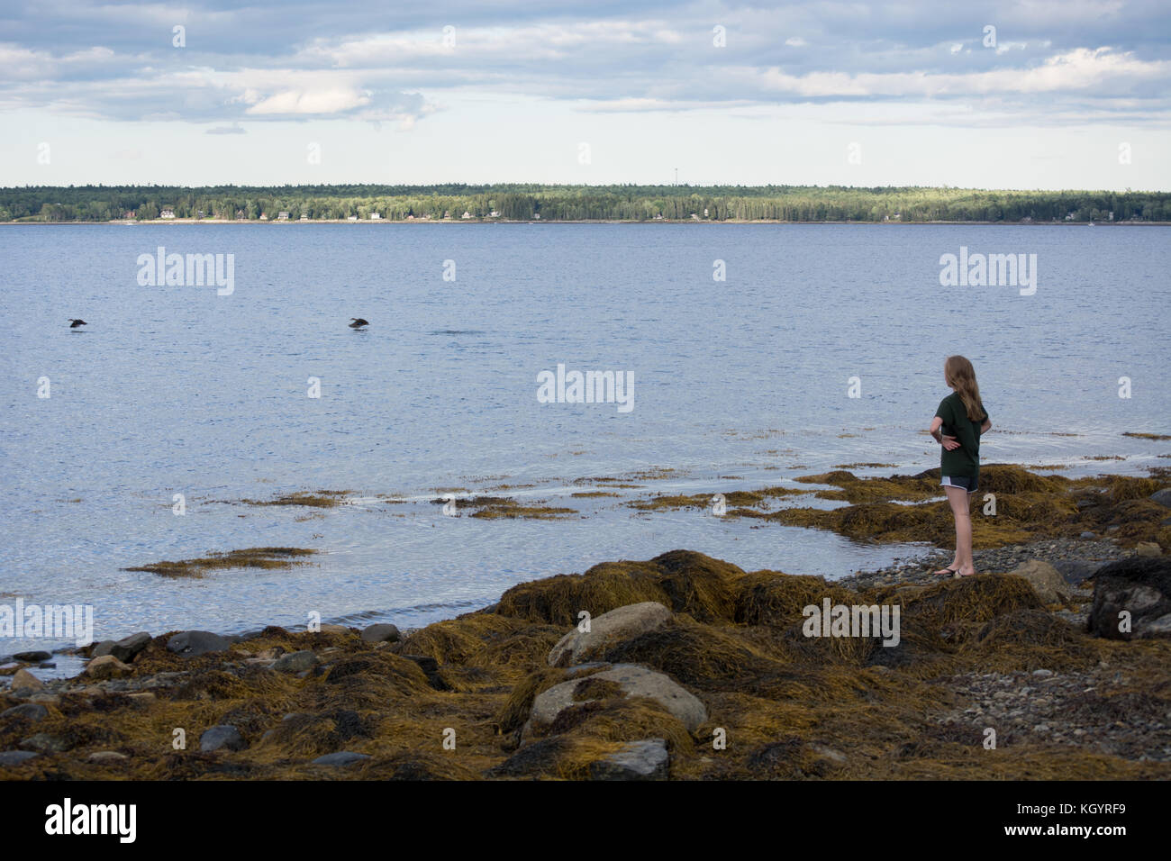 Girl looking out on Union River Bay, Surry, Maine Stock Photo