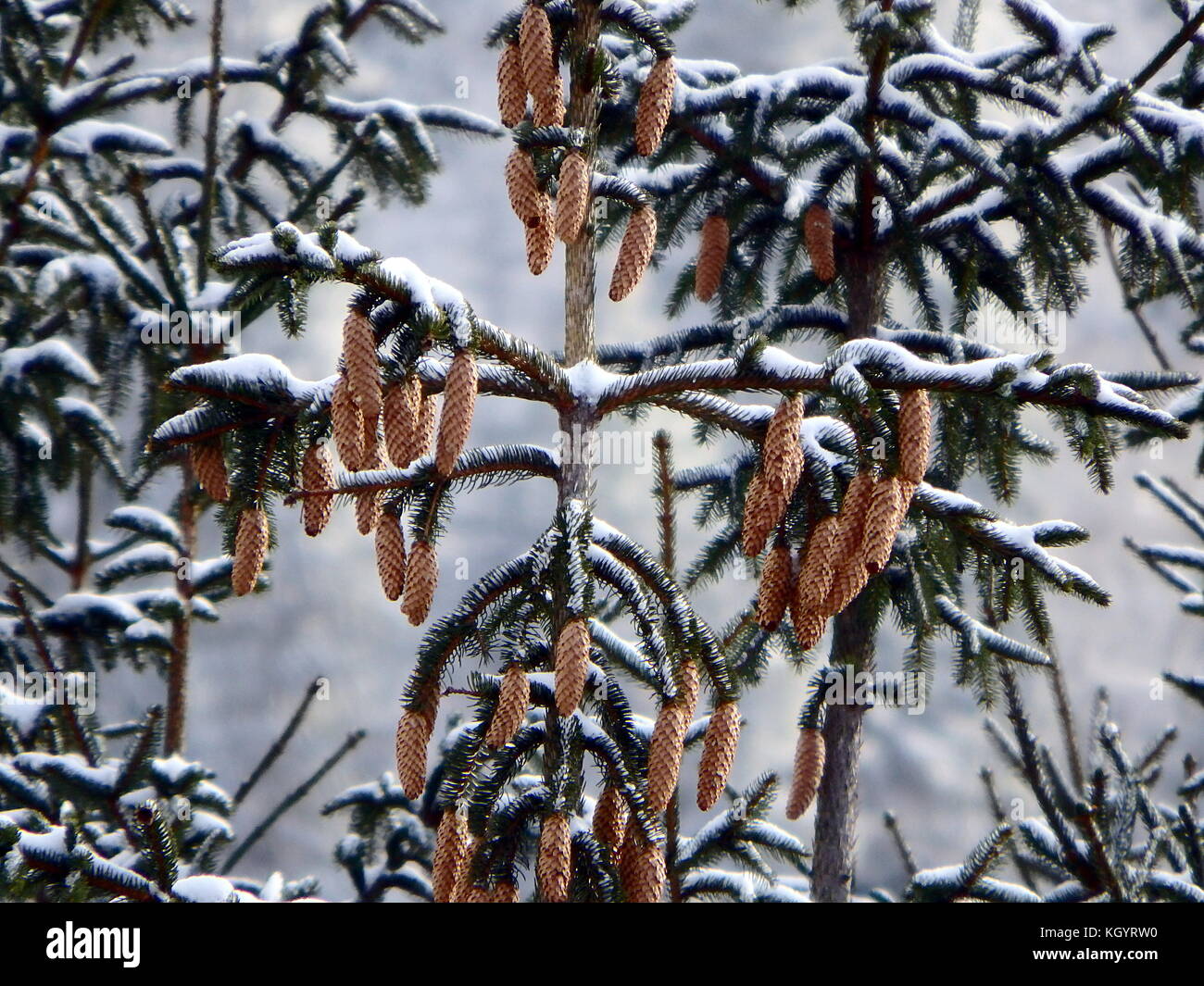 Snow spruce cones, (Picea abies) Stock Photo