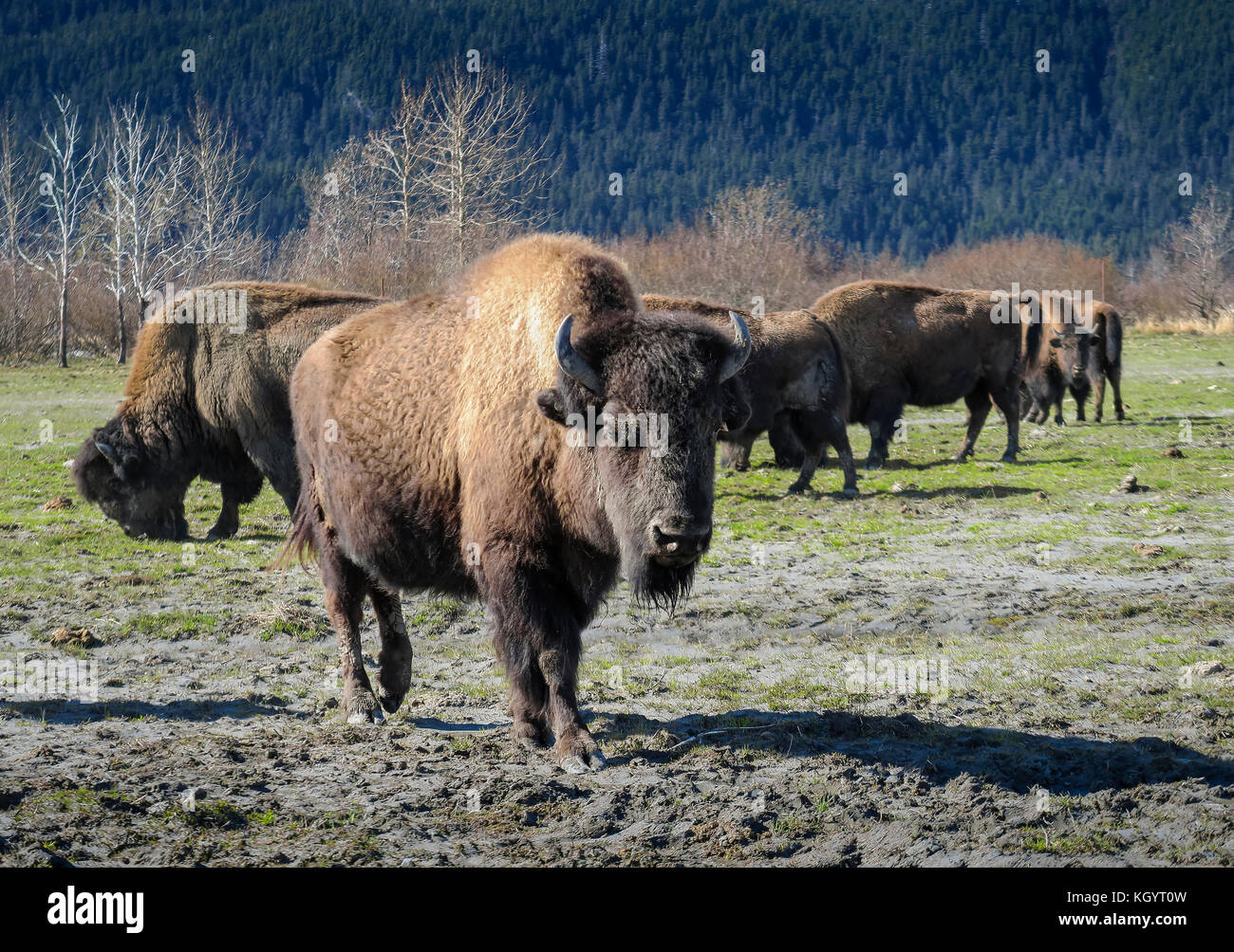 Wood Bison. Alaska Wildlife Conservation Center Stock Photo