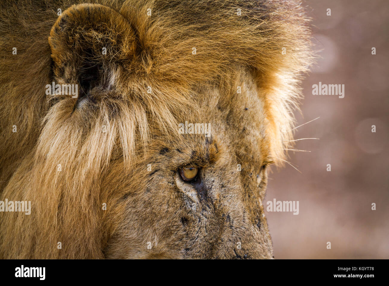 African lion in Kruger national park, South Africa ; Specie Panthera leo family of Felidae Stock Photo