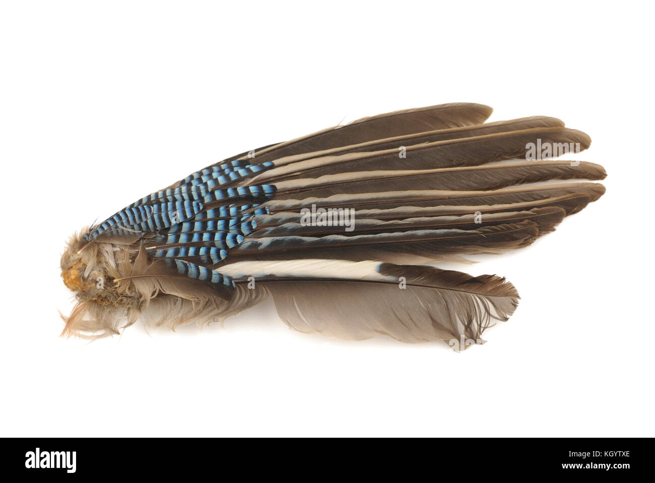 Wing feathers on white background Stock Photo - Alamy