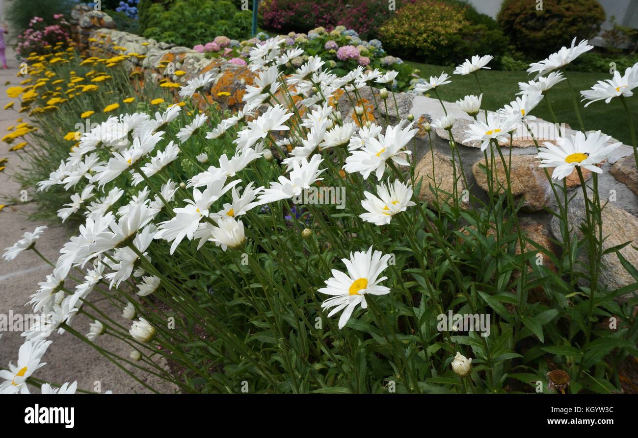Garden flowers in summer hi-res stock photography and images - Alamy
