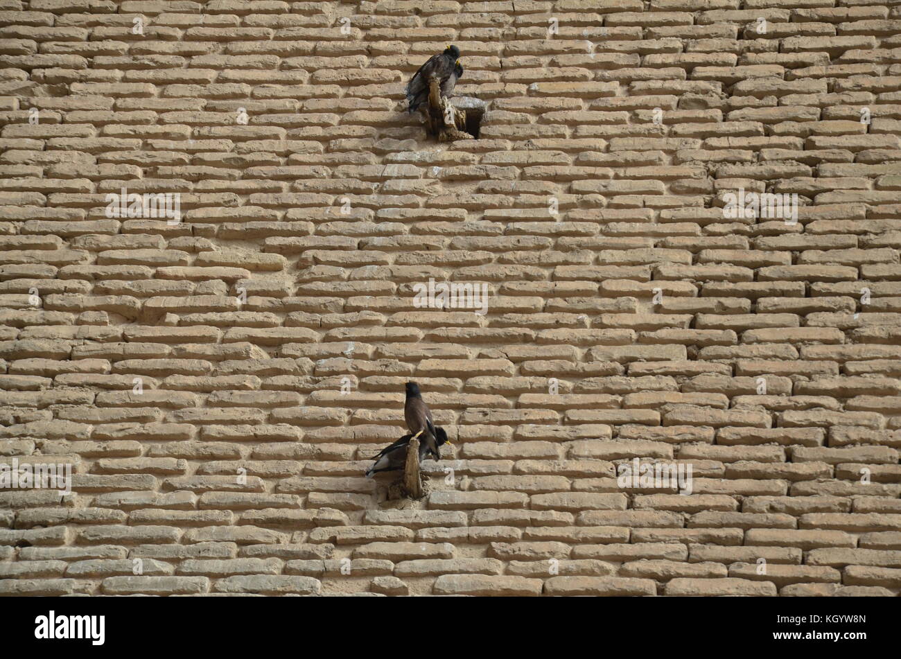 two birds on wall. Turkestan is an ancient city in Kazakhstan with archeologic record dating back to the 4th century. Khwaja Ahmad Yasavi mausoleum Stock Photo