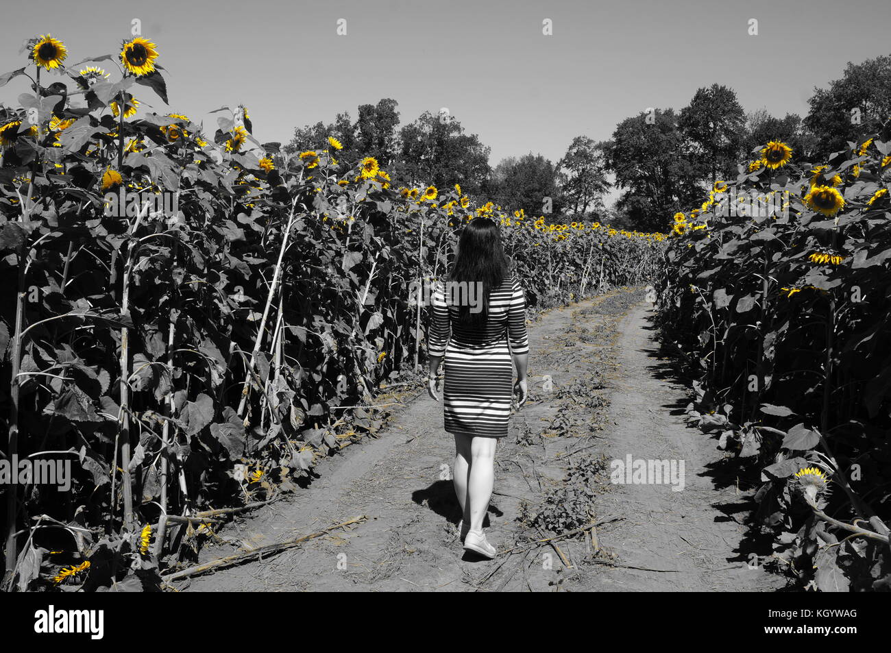 A lady in a sunflower field Stock Photo Alamy