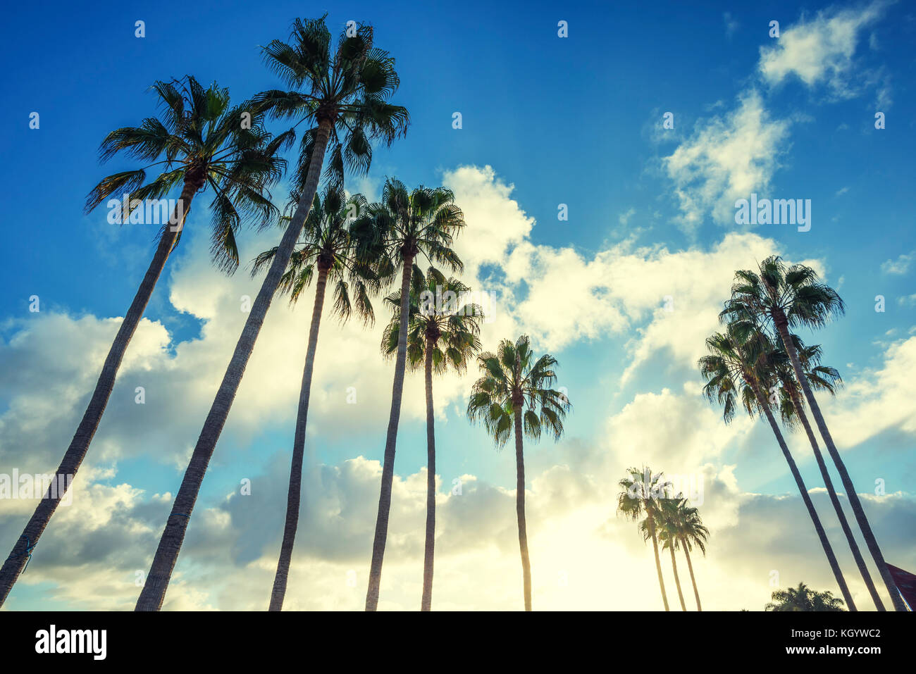 Low angle view of a group of palm trees with cloudy sky. Stock Photo
