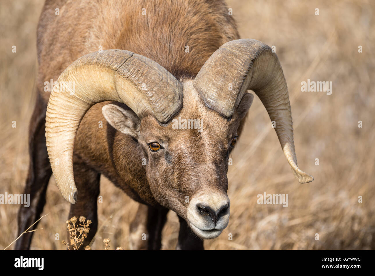 Bighorn sheep (Ovis canadensis), Badlands National Park, South Dakota