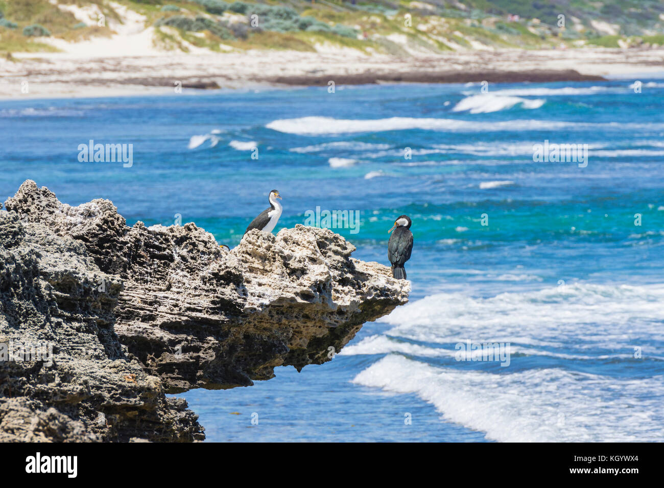 Australian Pied Cormorants perched on a limestone outcrop over the Indian Ocean, Cottesloe, Perth, Western Australia Stock Photo