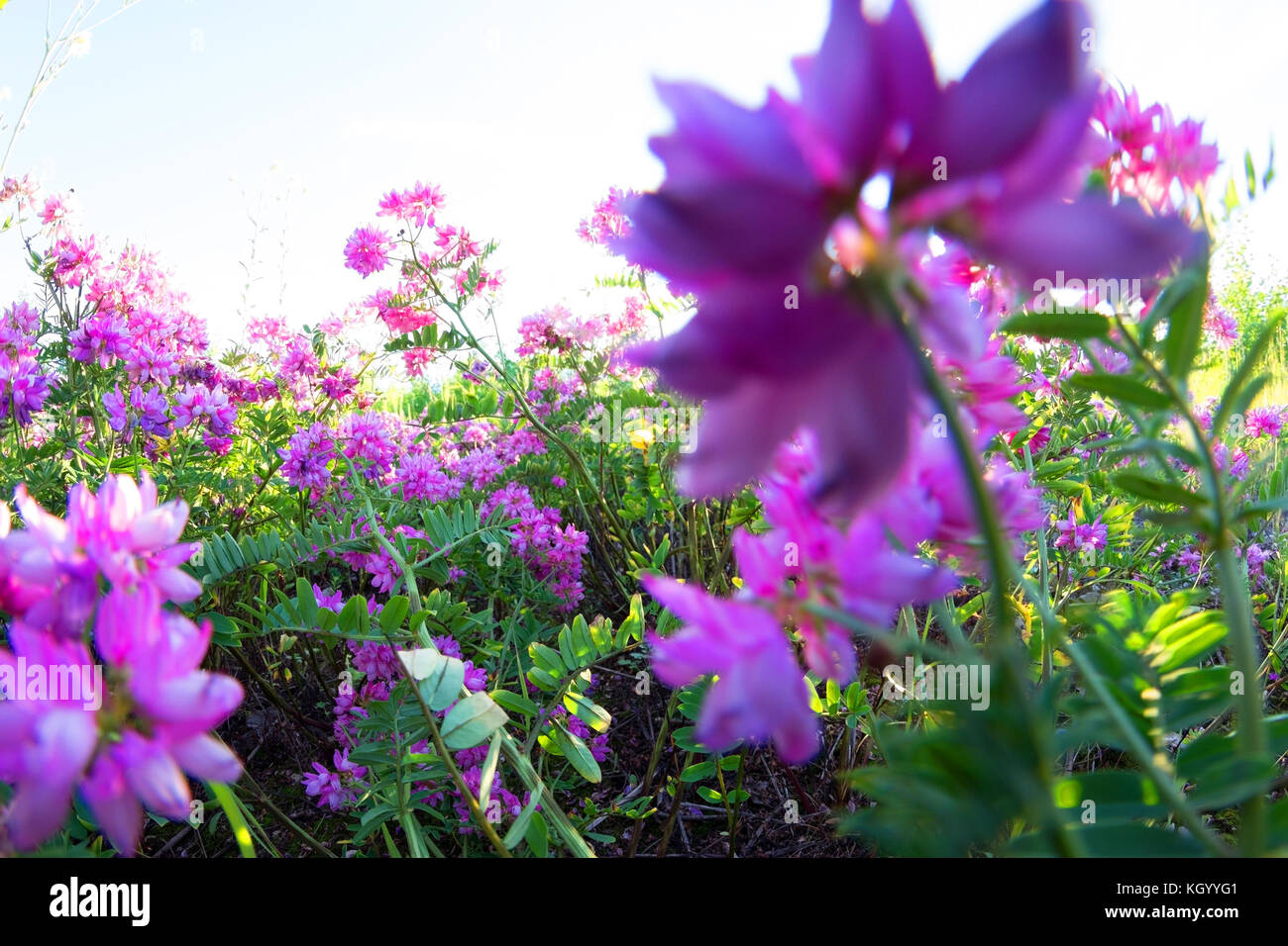 purple flowers in the field. spring concept Stock Photo - Alamy