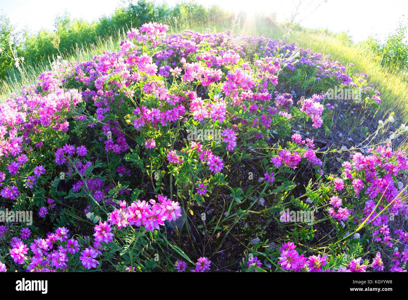 purple flowers in the field. spring concept Stock Photo - Alamy