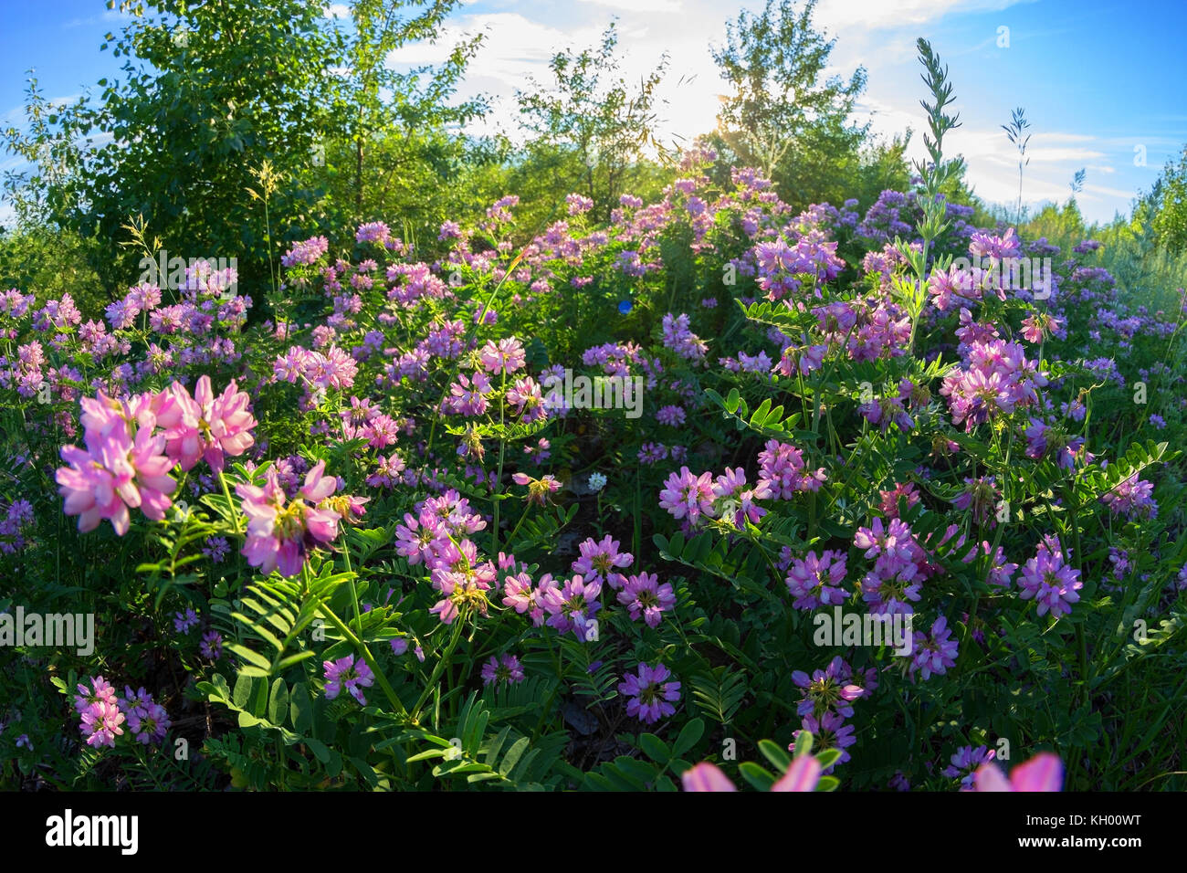 purple flowers in the field. spring concept Stock Photo - Alamy