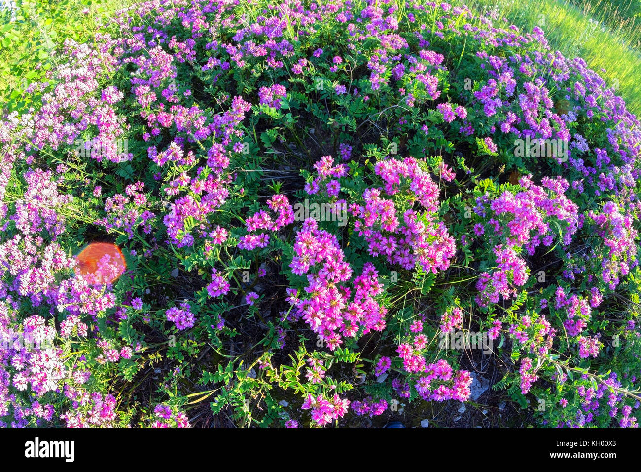 purple flowers in the field. spring concept Stock Photo - Alamy