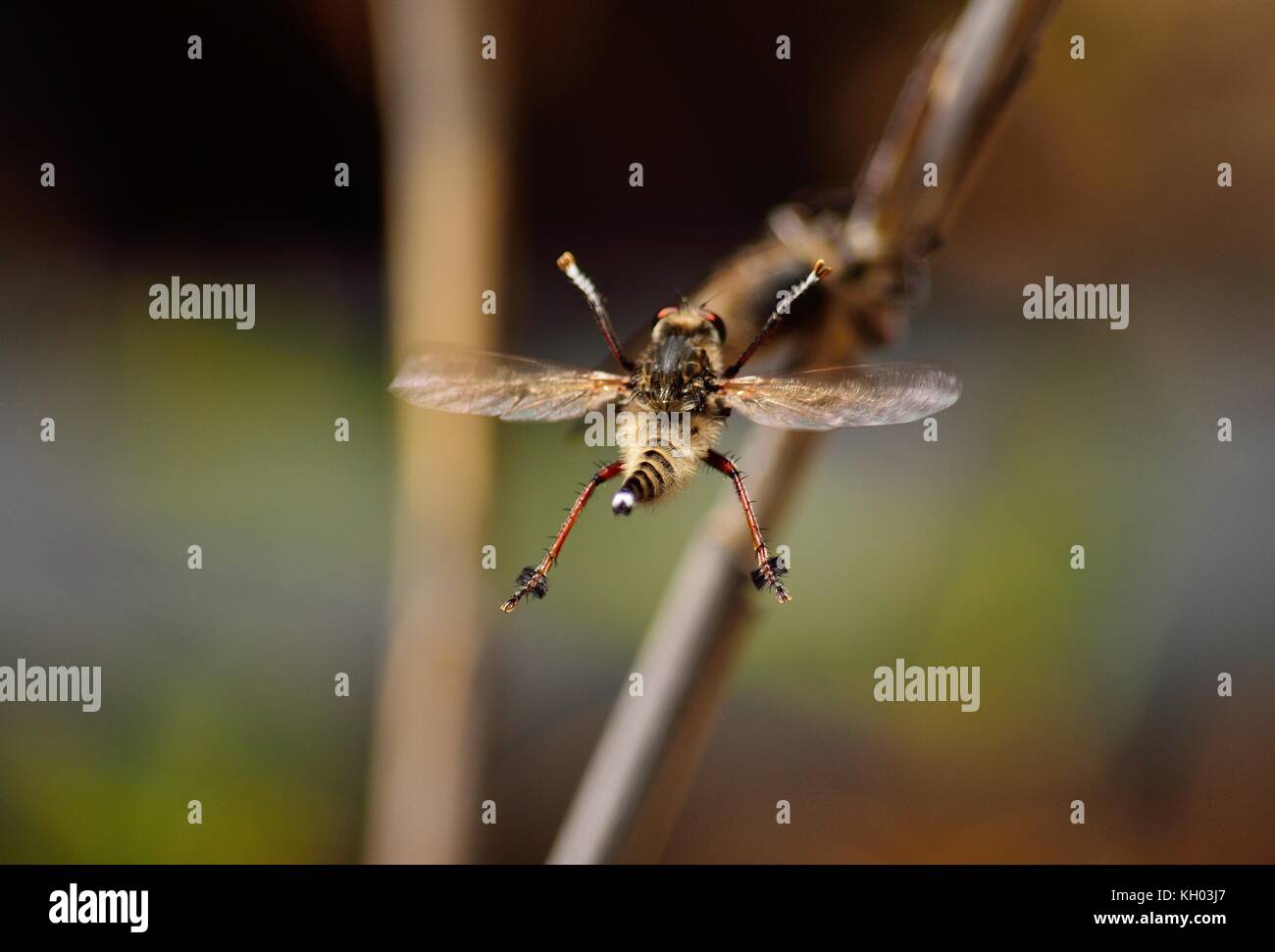 Robber fly, performing stunning acrobatics in the courtship season ...